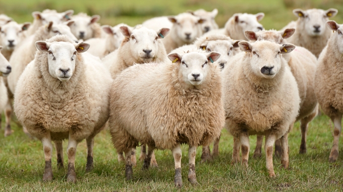 ცხვრის ფარამ კანაფის პლანტაციაში 100 კილომდე მოსავალი „მოძოვა“ – ნახეთ რა მოუვიდათ ცხვრებს